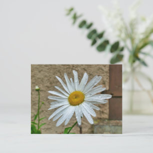 Orange Tiger Lily Postcard