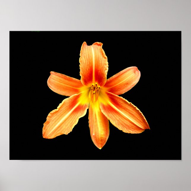 Orange Tiger Lily Poster (Front)