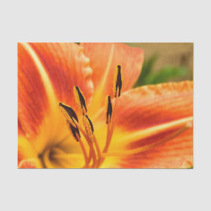 Orange Tiger Lily Tissue Paper