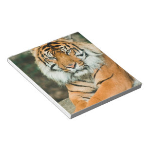 Orange Tiger Notepad