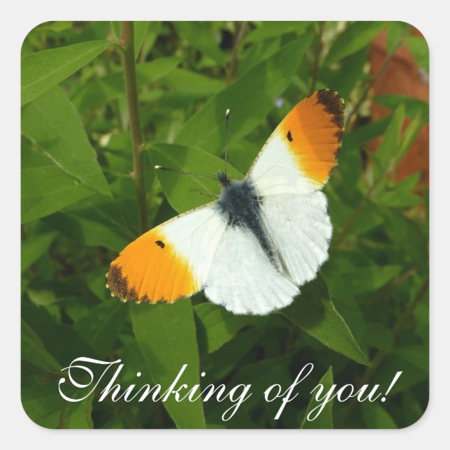 Orange tip butterfly square sticker (Front)