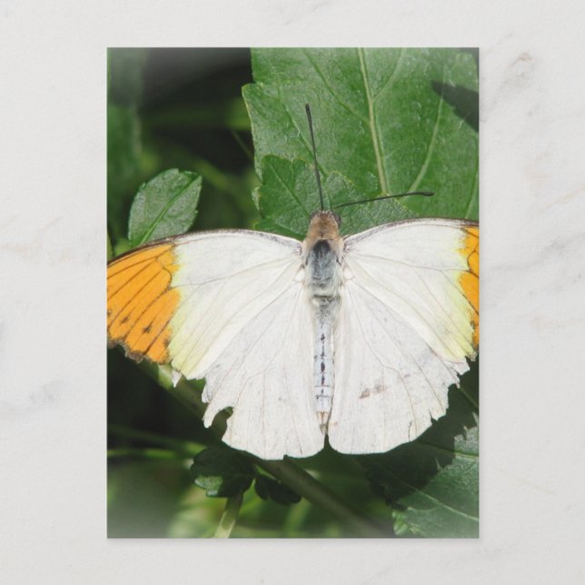 Orange Tipped White Winged Butterfly Postcard (Front)