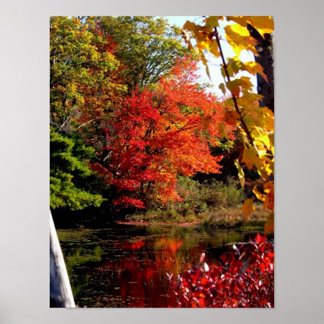 Orange Tree Fall Foliage Photography Poster (Front)