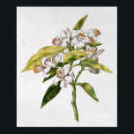 Orange tree flower, from 'La Guirlande de Julie' Poster<br><div class="desc">fol.71 Orange tree flower,  from 'La Guirlande de Julie',  c.1642 | by Nicolas Robert | Art Location: Private Collection | French Artist | Image Collection Number: XIR237397</div>