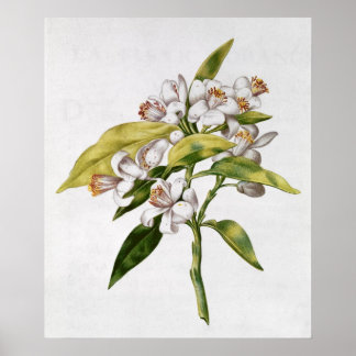 Orange tree flower, from 'La Guirlande de Julie' Poster