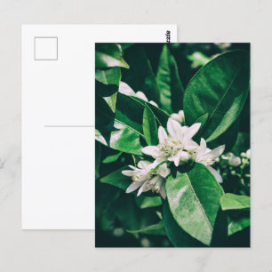 orange tree flower in sunlight postcard