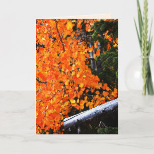 Orange Tree With Log, Blank Inside Card