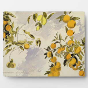 Orange Trees, 1863 (w/c, pen and ink over graphite Plaque
