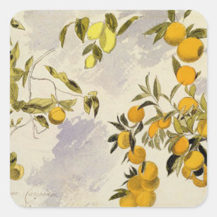 Orange Trees, 1863 (w/c, pen and ink over graphite Square Sticker
