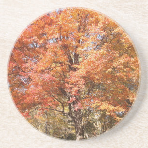 Orange Trees Coaster