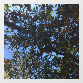 Orange trees in Buenos Aires arboles naranjos 