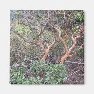 Orange Tree's in Torrey Pines San Diego Photo Magnet