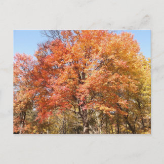 Orange Trees Postcard