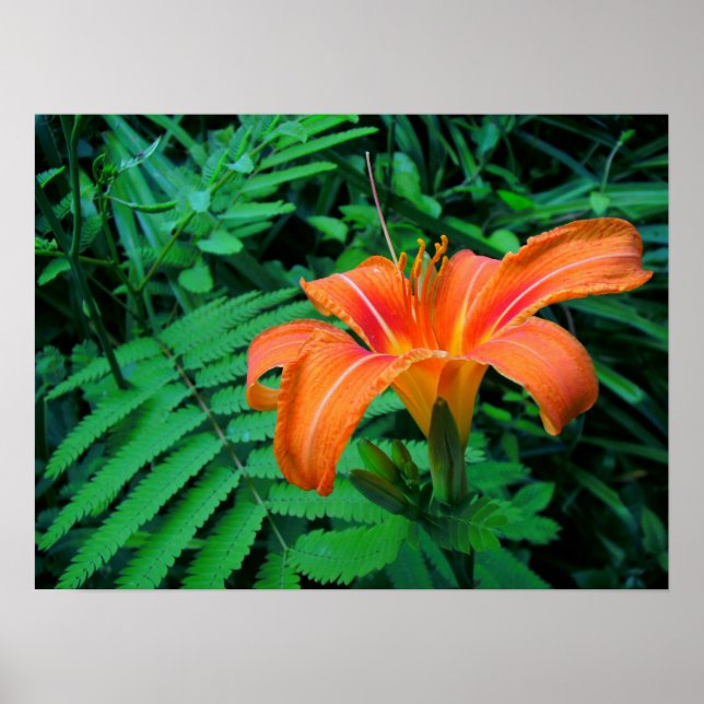 Orange Tropical Flower Poster (Front)