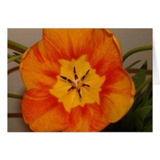 orange tulip