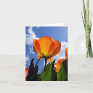 Orange Tulip, Blue Sky Note Card