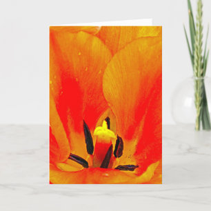 Orange Tulip Card