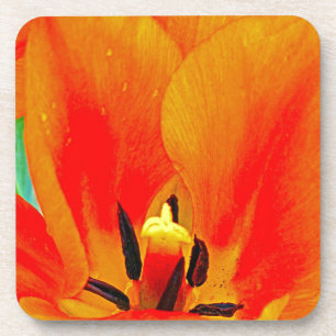 Orange Tulip Coaster