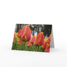 Orange Tulip Fine Art Photography Folded Note Card