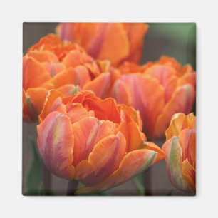 Orange tulip magnet