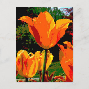 Orange tulip postcard