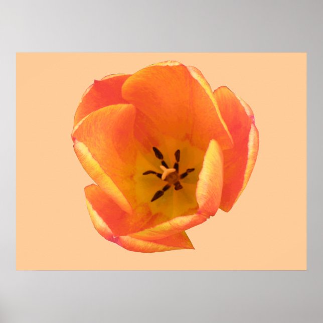 Orange Tulip Print (Front)