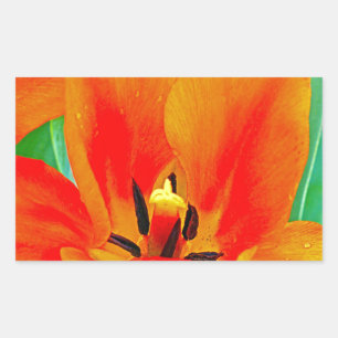 Orange Tulip Rectangular Sticker