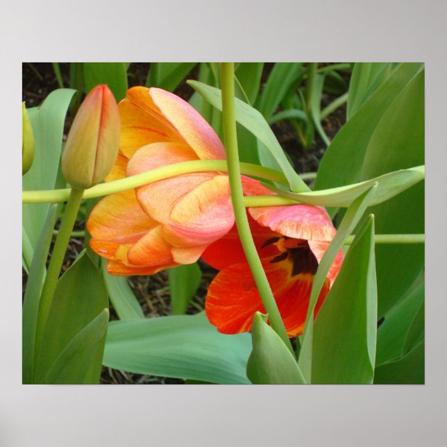 Orange Tulip Sculpture Poster (Front)