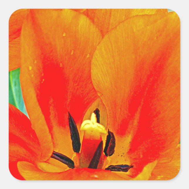 Orange Tulip Square Sticker (Front)