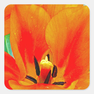 Orange Tulip Square Sticker