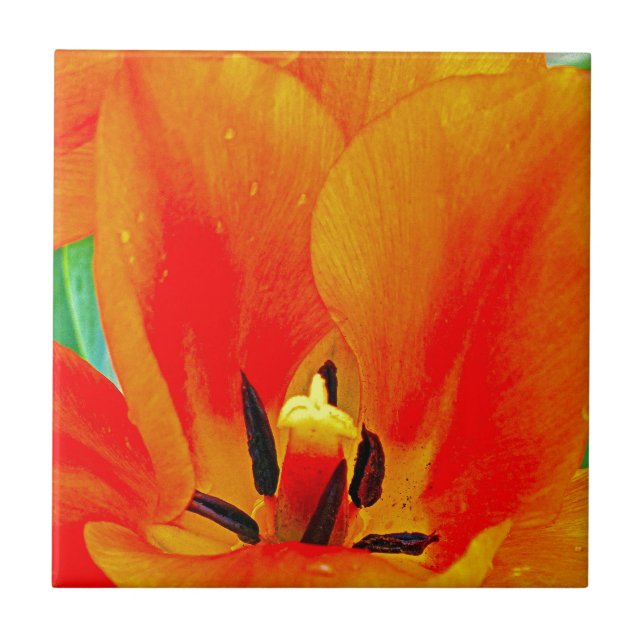 Orange Tulip Tile (Front)