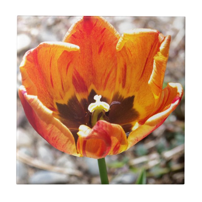 Orange tulip tile (Front)