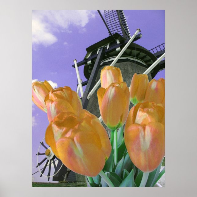 Orange Tulip Windmill Poster Print (Front)