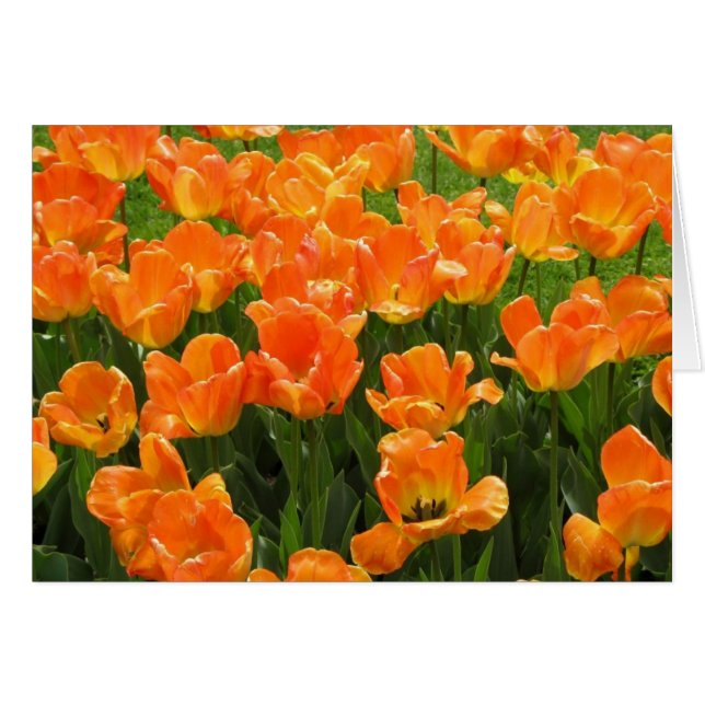 Orange Tulips (Front Horizontal)