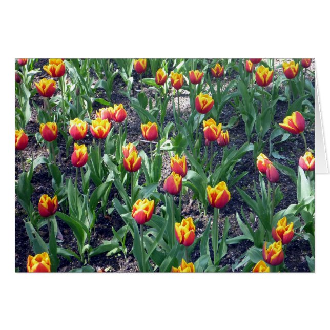 orange tulips (Front Horizontal)