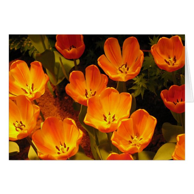 Orange Tulips (Front Horizontal)