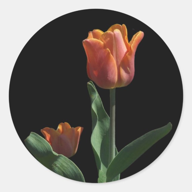 Orange Tulips Classic Round Sticker (Front)