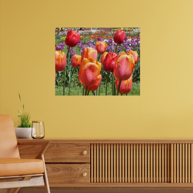 Orange Tulips, Elizabeth Park Gardens Hartford CT  Poster (Living Room 2)