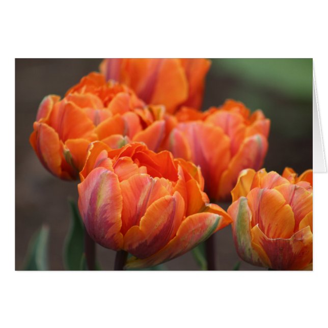 Orange Tulips greeting card. (Front Horizontal)