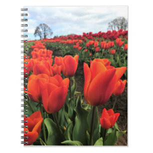 Orange Tulips in a Field, Oregon Notebook