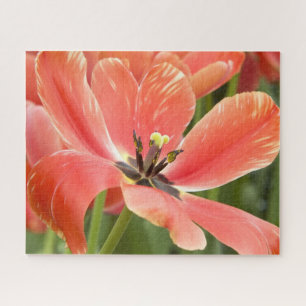 orange tulips in bloom jigsaw puzzle