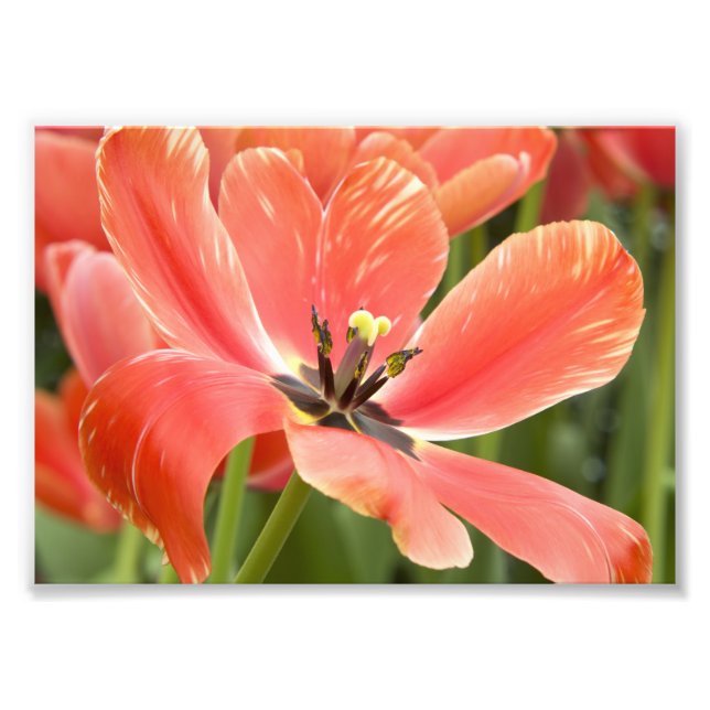 orange tulips in bloom photo print (Front)