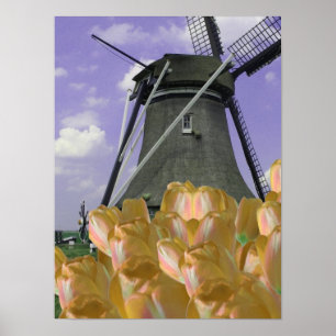 Orange Tulips Mill Holland Poster Art