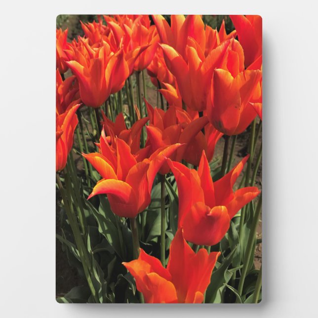 Orange Tulips, Oregon Plaque (Front)