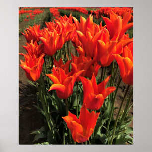 Orange Tulips, Oregon Poster