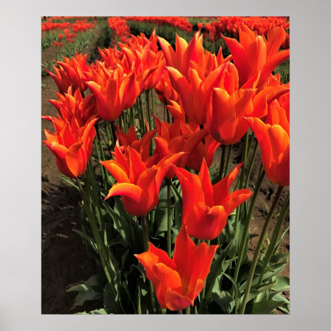 Orange Tulips, Oregon Poster (Front)