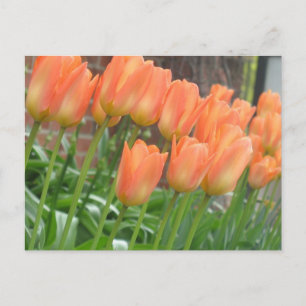 Orange Tulips Postcard