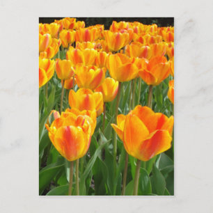 Orange Tulips Postcard