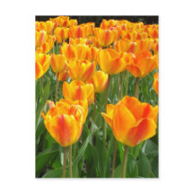 Orange Tulips
