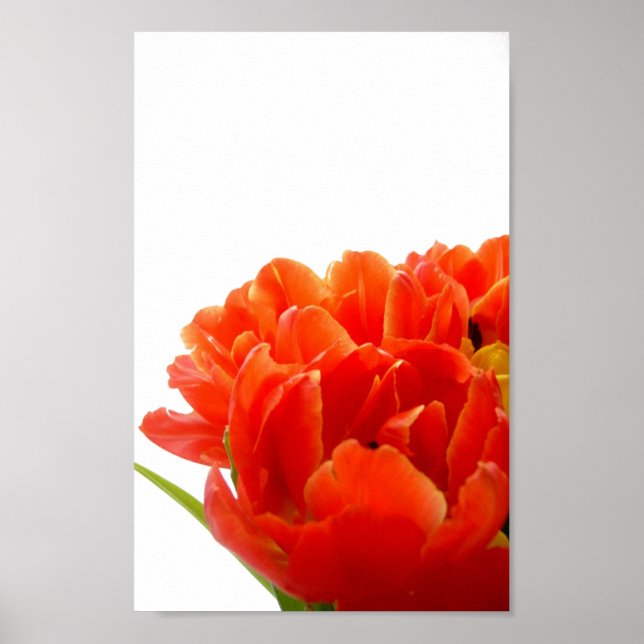 Orange Tulips Poster (Front)